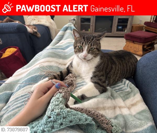Lost Female Cat last seen hammock ridge, Gainesville, FL 32608