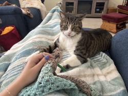 Lost Female Cat last seen hammock ridge, Gainesville, FL 32608