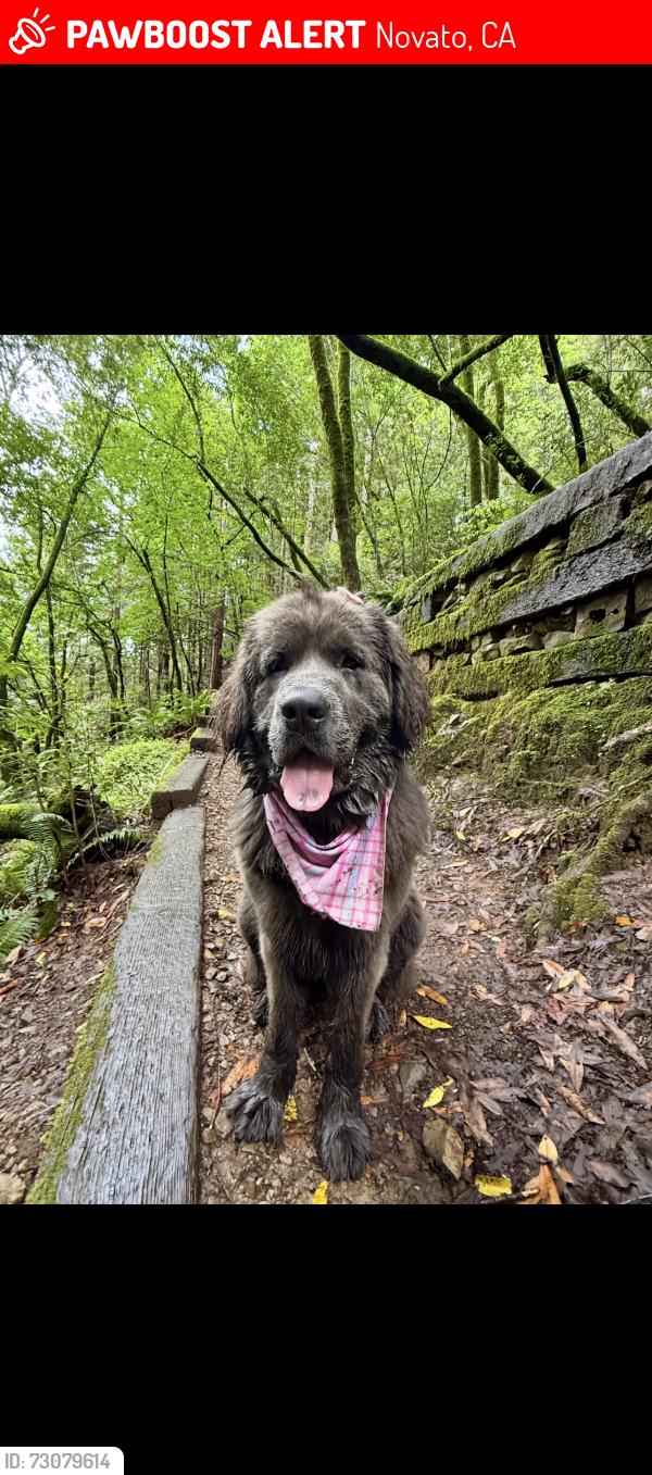 Lost Female Dog last seen hangar ave, Novato, CA 94949