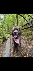 Lost Female Dog last seen hangar ave, Novato, CA 94949