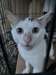 Found/Stray Unknown Cat last seen Cordon Rd NE, Salem, OR 97305