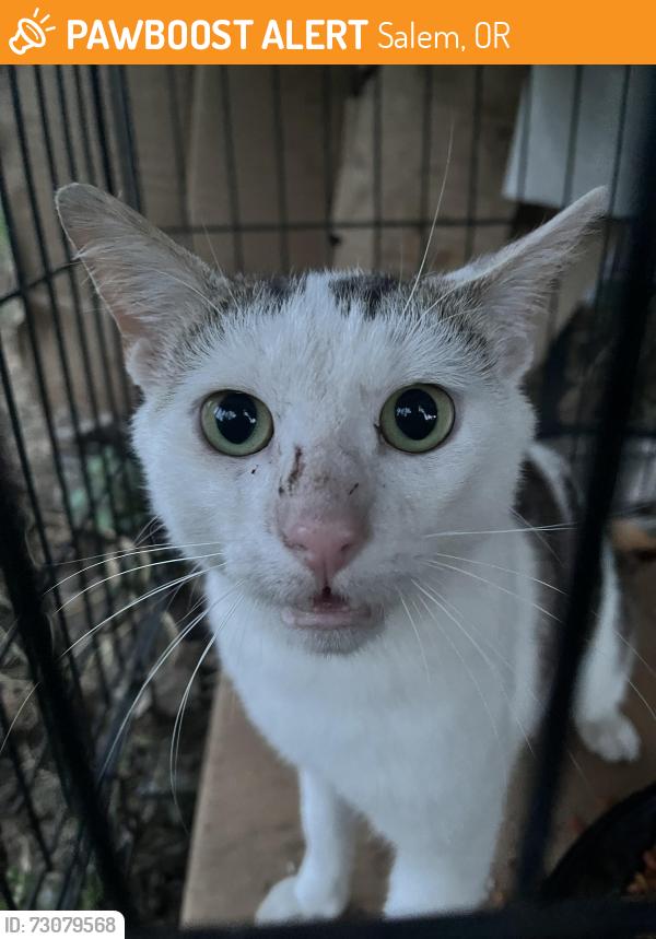 Found/Stray Unknown Cat last seen Cordon Rd NE, Salem, OR 97305
