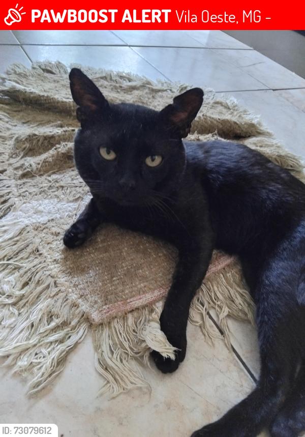 Lost Masculino Cat last seen Rua das princesa, Vila Oeste, MG 30532-060