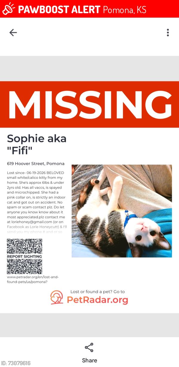 Lost Female Cat last seen 7th and Hoover streets, Pomona, KS 66076