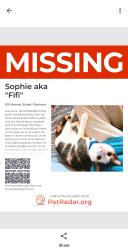 Lost Female Cat last seen 7th and Hoover streets, Pomona, KS 66076