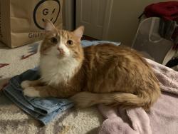Reunited Male Cat last seen Drysdale Dr, Blossom Hill Rd, Almond Blossom Ln, San Jose, CA 95124