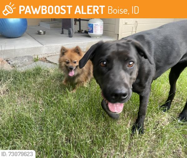 Found/Stray Unknown Dog last seen Edna st between five mile and mitchell, Boise, ID 83704