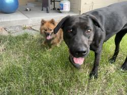 Found/Stray Unknown Dog last seen Edna st between five mile and mitchell, Boise, ID 83704