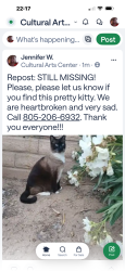 Lost Female Cat last seen Bear Circle and Alamo, Simi Valley, CA 93063