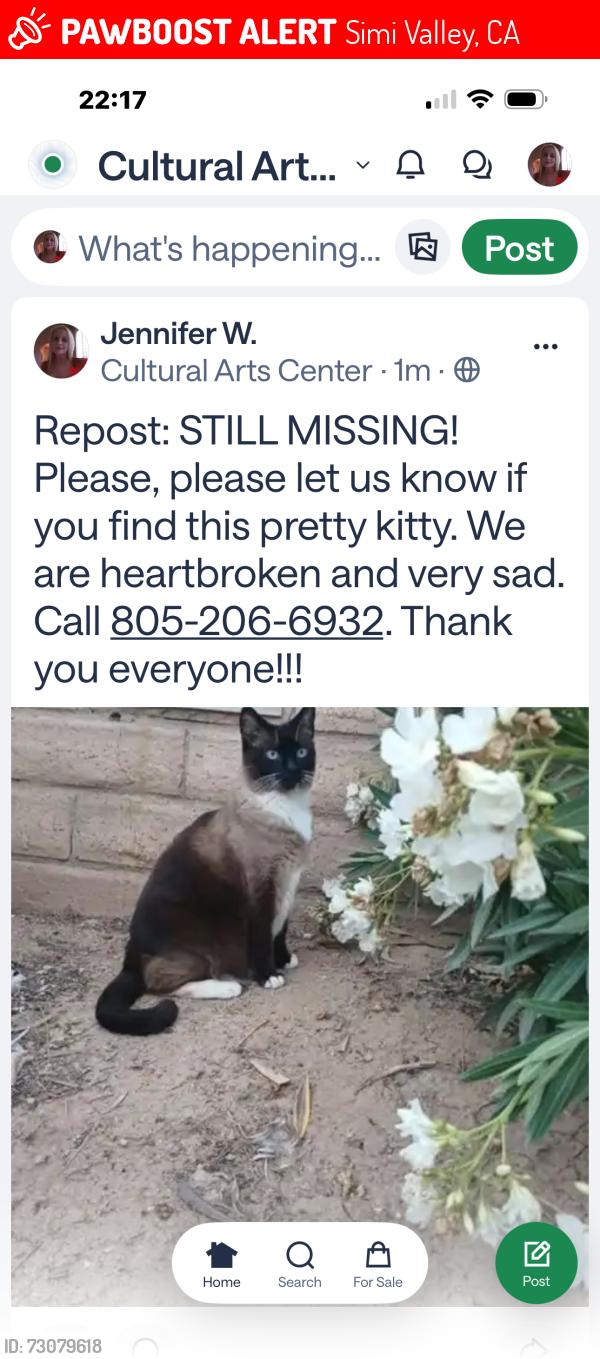 Lost Female Cat last seen Bear Circle and Alamo, Simi Valley, CA 93063