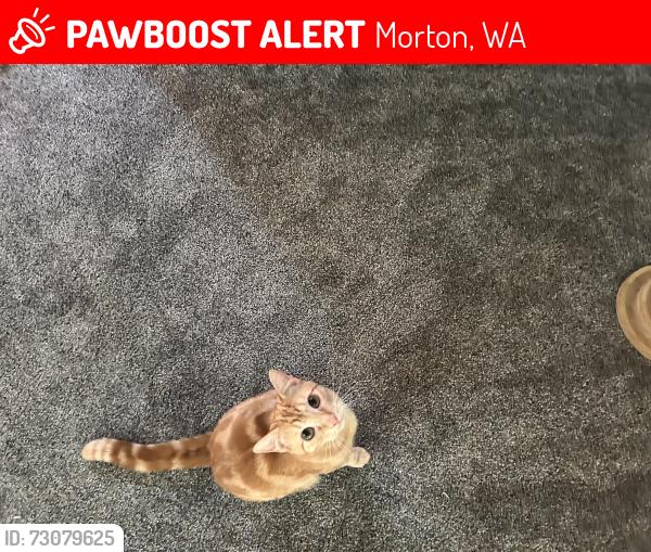 Lost Male Cat last seen Near Kosmos ln, Morton, WA 98356