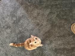 Lost Male Cat last seen Near Kosmos ln, Morton, WA 98356
