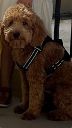 Reunited Male Dog last seen Bumby ave , Orlando, FL 32803