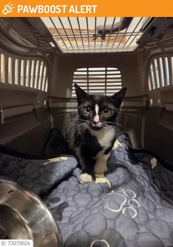 Found/Stray Unknown Cat last seen Between meadow book ave & magnolia terrace, Upper darby 19082, Upper Darby Township, PA 19082