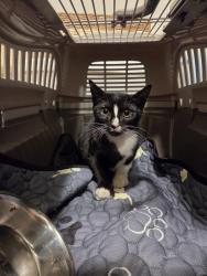 Found/Stray Unknown Cat last seen Between meadow book ave & magnolia terrace, Upper darby 19082, Upper Darby Township, PA 19082