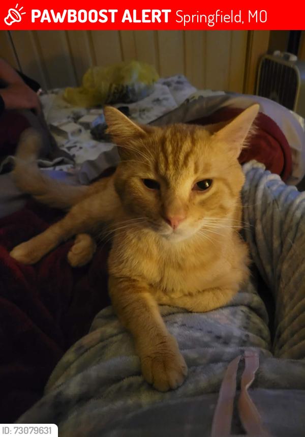 Lost Male Cat last seen Atlantic & Washington st Springfield Mo, Springfield, MO 65803