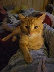 Lost Male Cat last seen Atlantic & Washington st Springfield Mo, Springfield, MO 65803