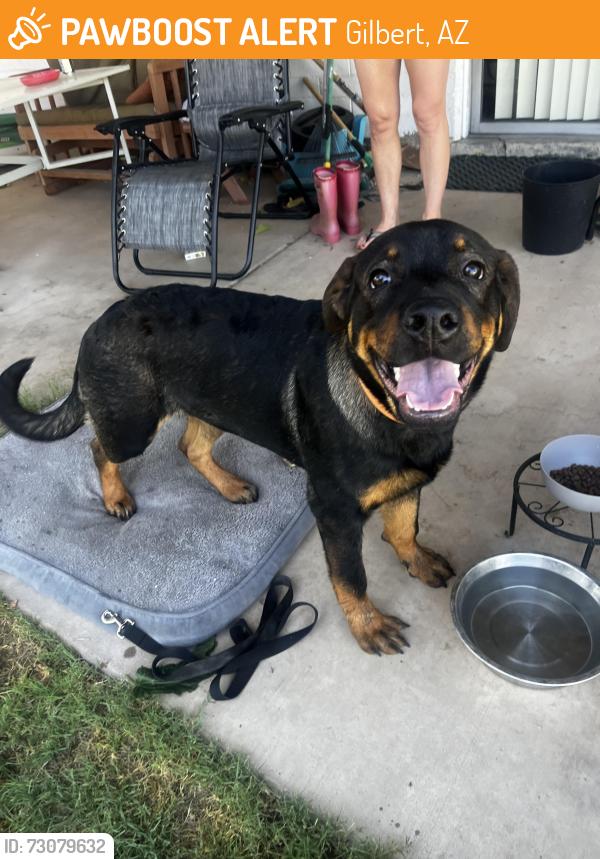 Found/Stray Male Dog last seen Gilbert and the 60, Gilbert, AZ 85233