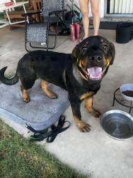 Found/Stray Male Dog last seen Gilbert and the 60, Gilbert, AZ 85233