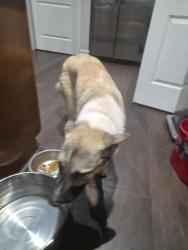 Found/Stray Female Dog last seen East cave park, El Paso, TX 79938