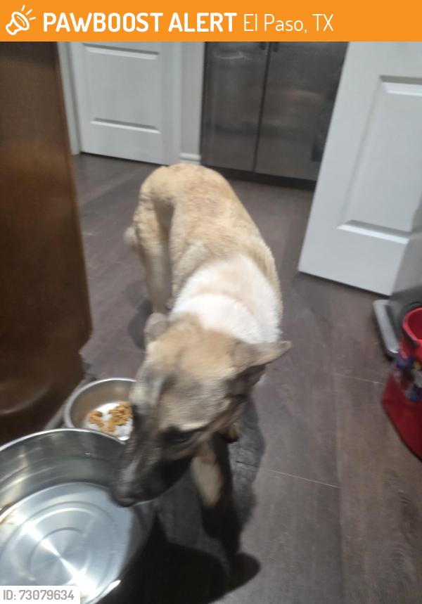 Found/Stray Female Dog last seen East cave park, El Paso, TX 79938