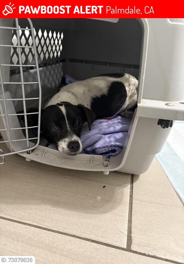 Lost Female Dog last seen 30th R-4, Palmdale, CA 93550