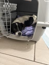 Lost Female Dog last seen 30th R-4, Palmdale, CA 93550