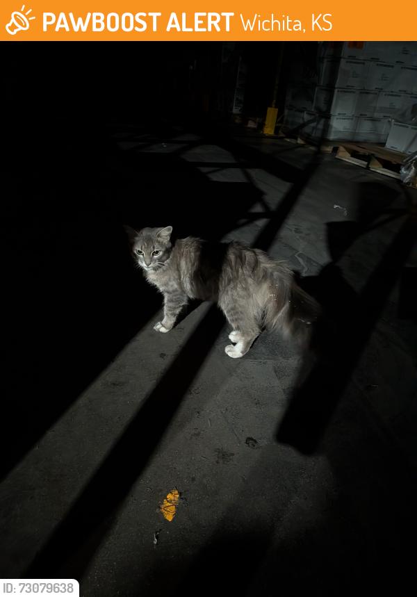 Found/Stray Female Cat last seen 29th Hydraulic I-135, Wichita, KS 67219