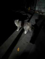 Found/Stray Female Cat last seen 29th Hydraulic I-135, Wichita, KS 67219