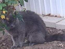 Found/Stray Unknown Cat last seen Near Tierra Rejada Rd and Madera, Simi Valley, CA 93065
