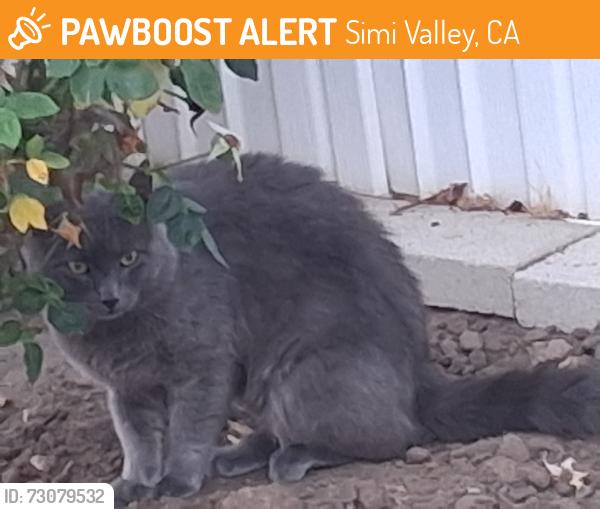 Found/Stray Unknown Cat last seen Near Tierra Rejada Rd and Madera, Simi Valley, CA 93065