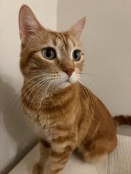 Lost Female Cat last seen River Point, Englewood, CO 80110
