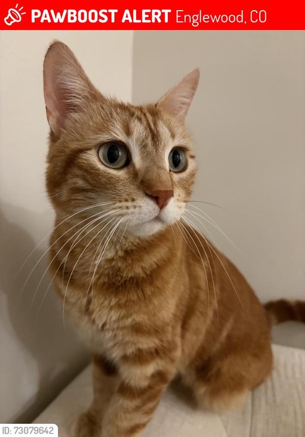 Lost Female Cat last seen River Point, Englewood, CO 80110