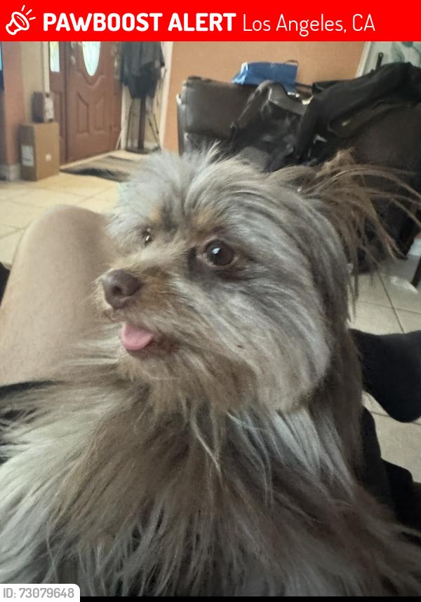 Lost Female Dog last seen Lives on Fenton Avenue near the school, Los Angeles, CA 91342