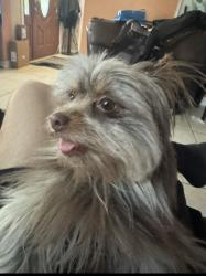 Lost Female Dog last seen Lives on Fenton Avenue near the school, Los Angeles, CA 91342