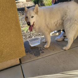 Found/Stray Unknown Dog last seen Nason and Fir, Lemon tree rd, Moreno Valley, CA 92555