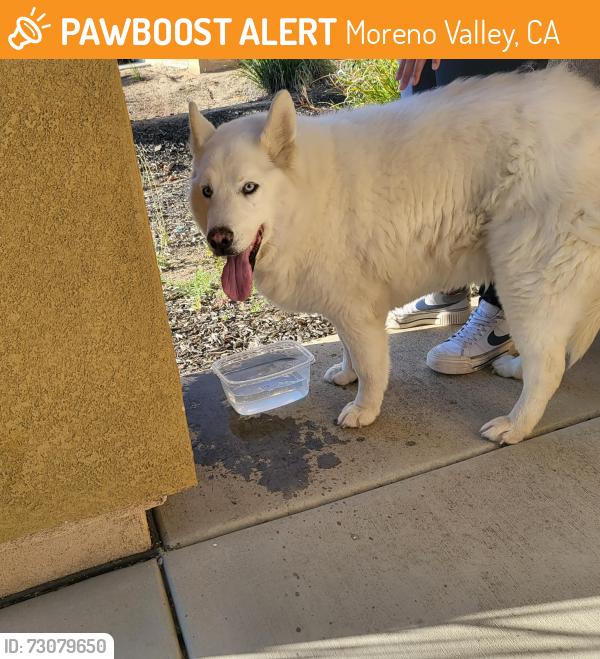 Found/Stray Unknown Dog last seen Nason and Fir, Lemon tree rd, Moreno Valley, CA 92555
