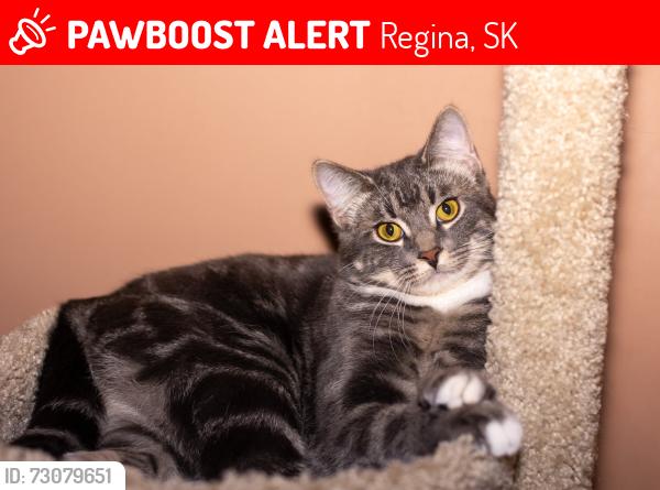 Lost Male Cat last seen Ratner and Mcarthy, Regina, SK 