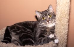 Lost Male Cat last seen Ratner and Mcarthy, Regina, SK 