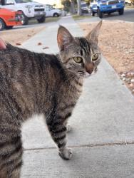 Found/Stray Female Cat last seen Bellflower/Arbor, Lakewood, CA 90713