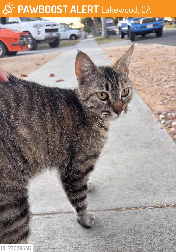 Found/Stray Female Cat last seen Bellflower/Arbor, Lakewood, CA 90713