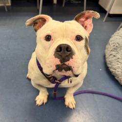 Shelter Stray Female Dog last seen , 3612 11th Ave, Los Angeles, CA 90018, USA