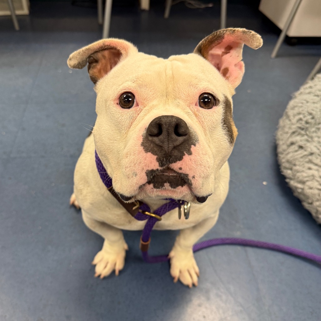 Shelter Stray Female Dog last seen , 3612 11th Ave, Los Angeles, CA 90018, USA