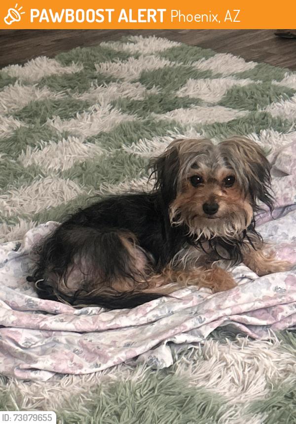 Found/Stray Female Dog last seen Dunlap and 7th st, Phoenix, AZ 85020