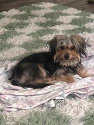 Found/Stray Female Dog last seen Dunlap and 7th st, Phoenix, AZ 85020