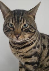 Lost Male Cat last seen Smethwick, Smethwick, England 