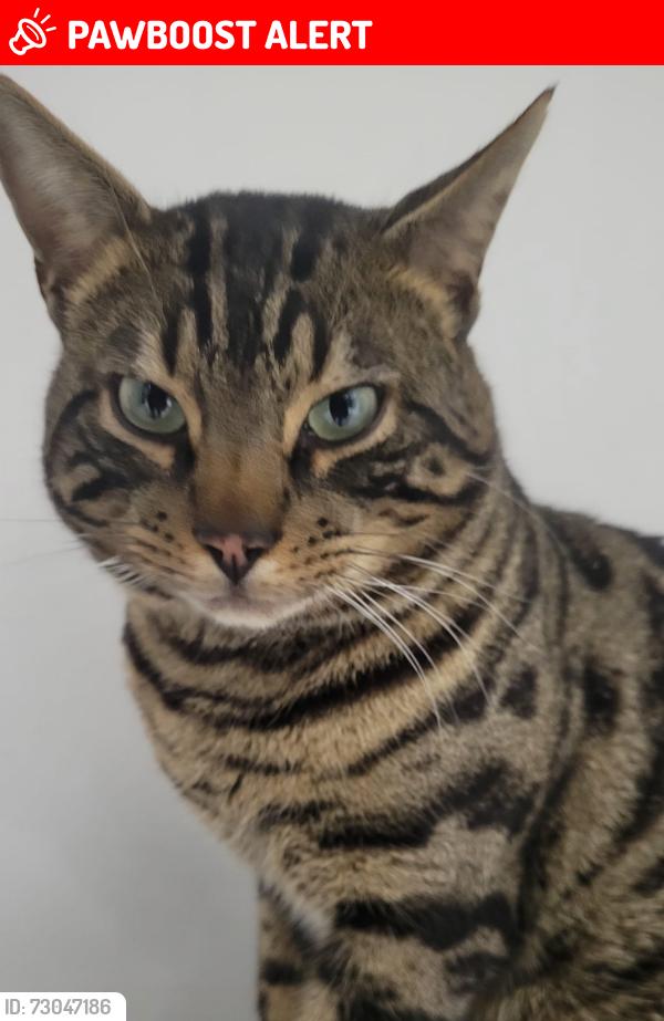 Lost Male Cat last seen Smethwick, Smethwick, England 