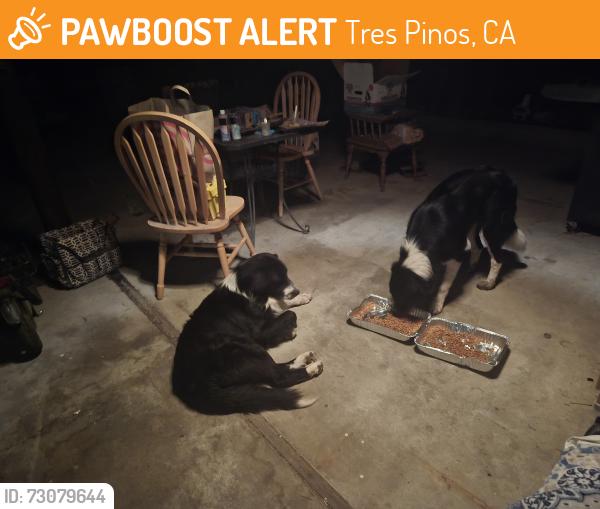 Found/Stray Male Dog last seen F street and 3rd, Tres Pinos, CA 95075