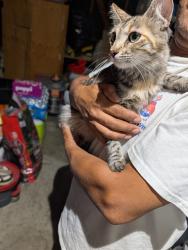 Found/Stray Female Cat last seen W. Metz rd and N A st., Perris, CA 92570