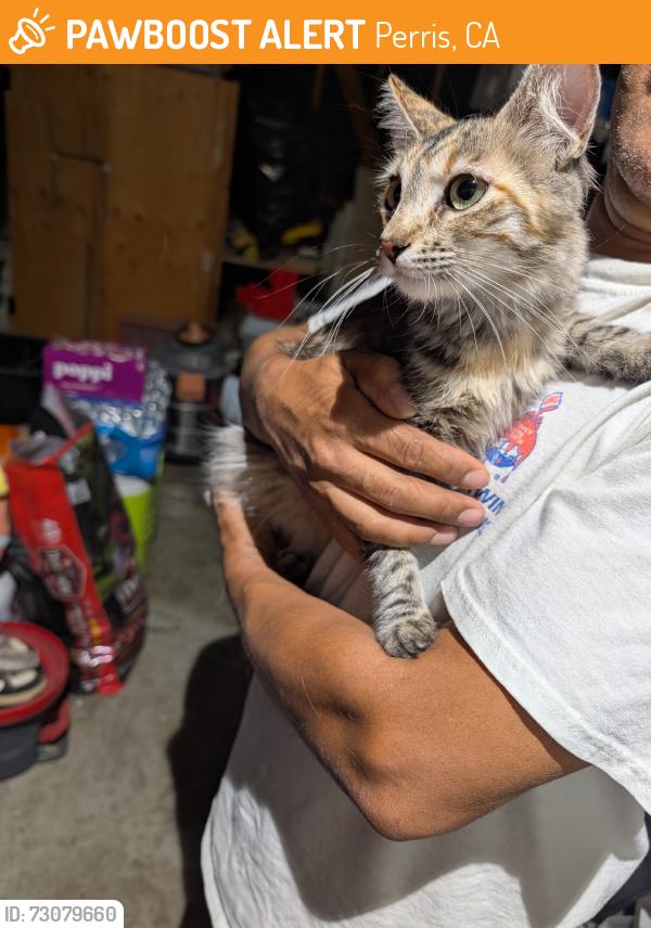 Found/Stray Female Cat last seen W. Metz rd and N A st., Perris, CA 92570